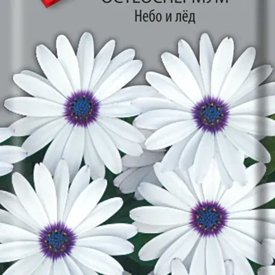 Остеоспермум Небо и лед (семена,цветы) купить по цене 49 ₽ в  интернет-магазине KazanExpress