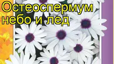 Остеоспермум Небо и лед 0.1 г по цене 28 ₽/шт. купить в Калуге в  интернет-магазине Леруа Мерлен