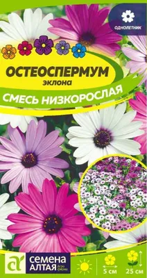 Молочай Окаймленный и Пиретрумы. Цветы в саду. | Цветущий сад Татьяны | Дзен