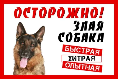 Купить Табличка Осторожно злая собака 300*200 мм 📄 с доставкой по Беларуси  | интернет-магазин Stendy.by