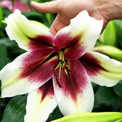 Интересные сорта Лилий | Gothic garden, Plants, Lily queen