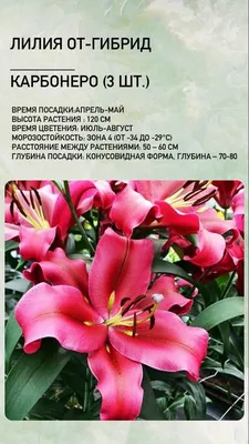 Лилия ОТ гибрид Lilium OТ \"Flavia\" : С2/3 | Сибирские газоны - Сибирские  газоны