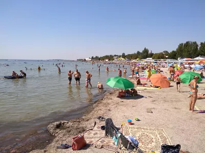 Отдых в Скадовске – медуз и блох нет, но туристы жалуются на камку. Видео |  OBOZ.UA