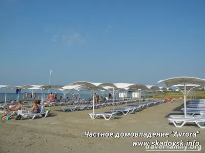 Отдых в Скадовске – медуз и блох нет, но туристы жалуются на камку. Видео |  OBOZ.UA