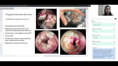 Ветеринария Сумщины - Отодектоз