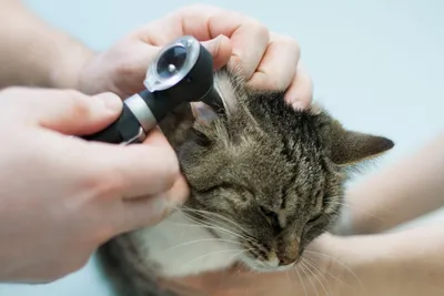 Какими каплями лечить отит у кошек и собак? | Zoohub