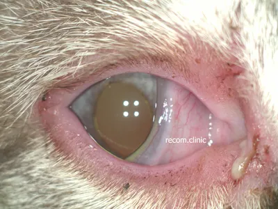 Что такое ринотрахеит у кошек - симптомы и схема лечения