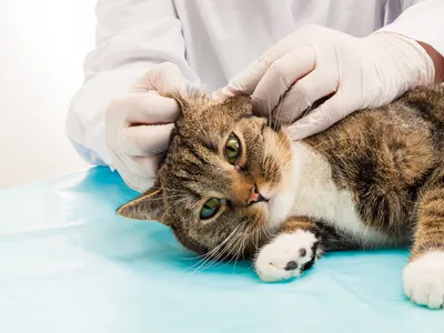 Зуд у кошек: клинические случаи ветеринарной клиники доктора Сотникова в  Санкт-Петербурге
