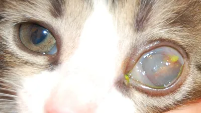 Отит у кошек: лечение, симптомы и признаки, фото, как выглядит