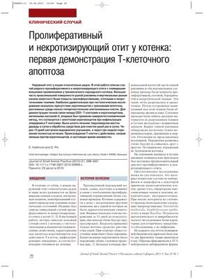 Отит у кошек – по какой причине развивается отит у кошек - kisa.su