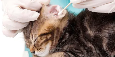 Отит у кошек - виды, симптомы, причины, чем лечить, препараты