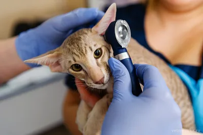 Пролиферативный и некротизирующий наружный отит (PNOE) - редкое заболевание  молодых кошек. Оно диагностируется с помощью.. | ВКонтакте
