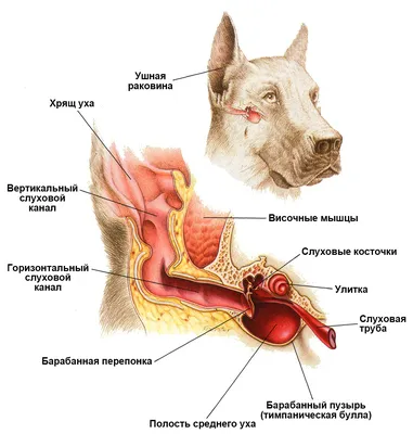 Отит у собак и кошек - симптомы, диагностика, лечение воспаления ушей у  животныз