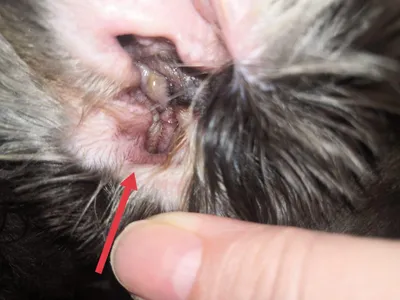 Опухоли наружного слухового прохода у собак и кошек: диагностика и лечение
