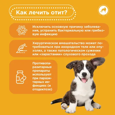 Аллергический отит у собак: причины и лечение — АгроXXI