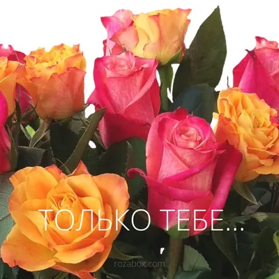 открытка с розой | Розы, Открытки, Цветы