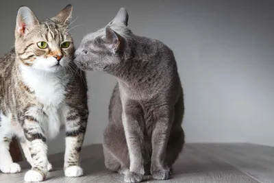 Кот или кошка? Фото с большими возможностями выбора 