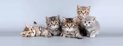 Фотографии кота и кошки: исследуйте их особенности и характеры 