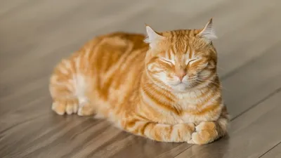 Кот или кошка? Фото, которое поможет вам сделать выбор 