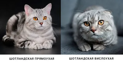 Отличие кота от кошки: смотрите завораживающие изображения 