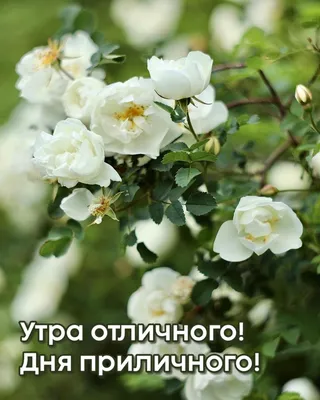 Картинки \"С Добрым Утром и Хорошего Дня!\" (256 шт.)