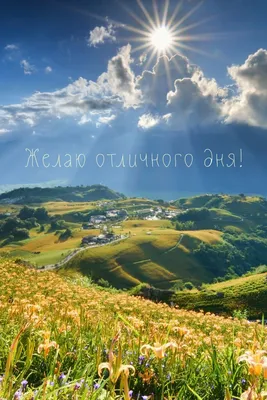 Картинка отличного дня с прикольными кошками