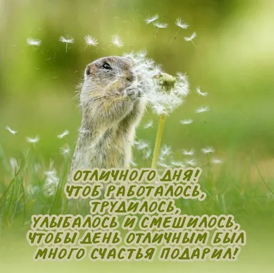 Живые , мудрые открытки. | Отличного дня) | Дзен