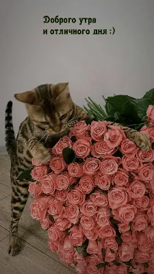 Картинки \"Хорошего дня!\" (3112 шт.)