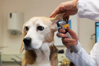 Ушной клещ у собак: лечение и профилактика в домашних условиях