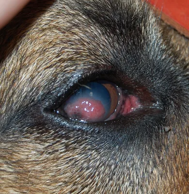 Паннус и плазмома у собак/ Chronic superficial keratitis in dogs (pannus)