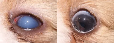 Первичная и вторичная глаукома у собак. Современный подход к диагностике и  медикаментозному лечению