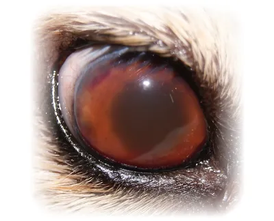 Диагностика слепоты у кошек и собак, домашних животных | Офтальмологическое  отделение ветеринарной клиники
