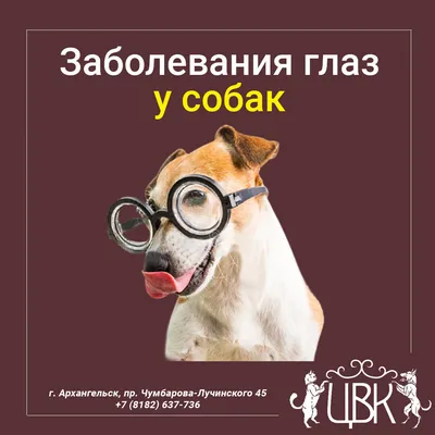 Болезни глаз у собак - Рамблер/доктор