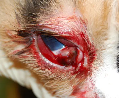 Капли для глаз для домашних животных, 60 мл, пятна на разрыв для собак и  кошек, средство для ухода за глазами, жидкий очиститель для удаления пятен  от слез | AliExpress