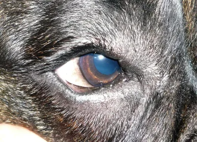 Почему у собаки красные глаза | Лапа помощи | Дзен