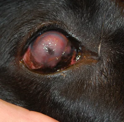 Отслоение сетчатки глаза у собаки - Признаки, лечение | ZooVision Спб