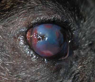 Проптоз глазного яблока у собак и кошек – Aldenvet.ua