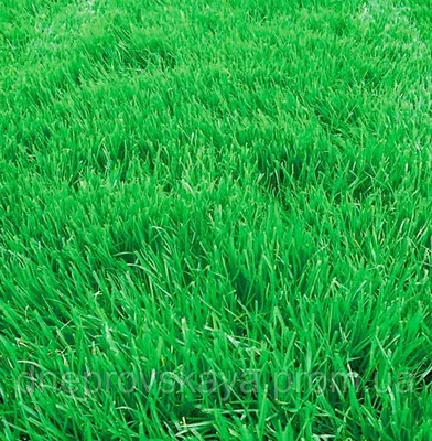 Семена Газонная трава Овсяница красная (костриця червона) 1кг многолетняя  трава на вес (ID#1526735156), цена: 120 ₴, купить на Prom.ua