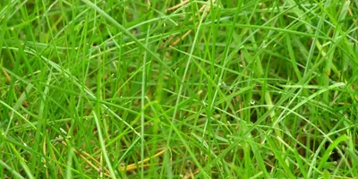 Овсяница красная: описание, использование для газона, отличие от других трав