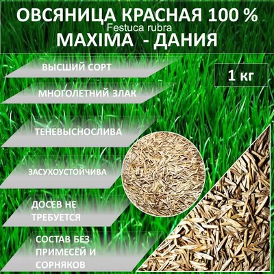 Посадите 2 вида травы, и забудьте о вымерзании газона навсегда | Блог79 |  Дзен