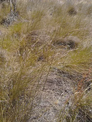 MW0025602, Festuca rubra (Овсяница красная), specimen