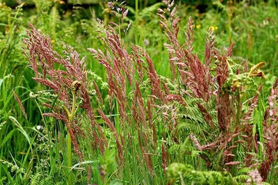 Овсяница красная. Отличная трава для газона зеленых насаждений и садоводства