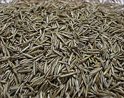 Газонные травы Агрофирма Аэлита овсяницамаксима - купить по выгодным ценам  в интернет-магазине OZON (564811101)