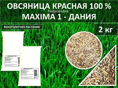 SeedsEnter Семена Овсяница красная Максима 1, 400 г