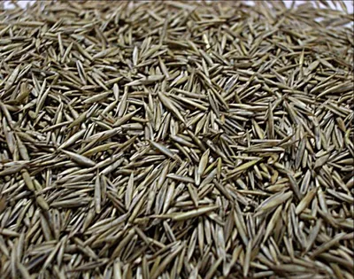 Овсяница луговая (Festuca Pratensis)