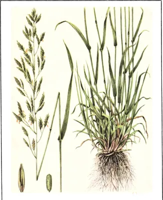 MW0548686, Festuca pratensis (Овсяница луговая), specimen