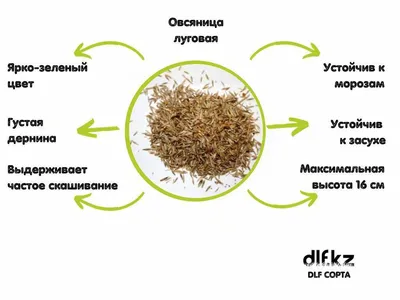 Купить семена овсяницы луговой недорого