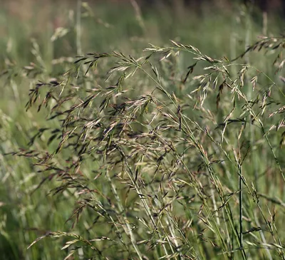 Овсяница луговая \"Festuca\" купить по цене цена по запросу от питомника  саженцев и растений Центросад | Фото и консультация по уходу