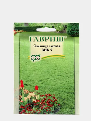 Овсяница луговая — растение-аллерген: вызывает аллергическую реакцию