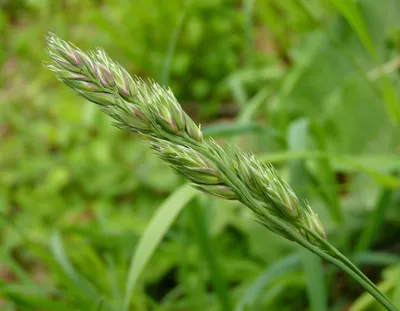 Овсяница луговая - Festuca pratensis 25 кг